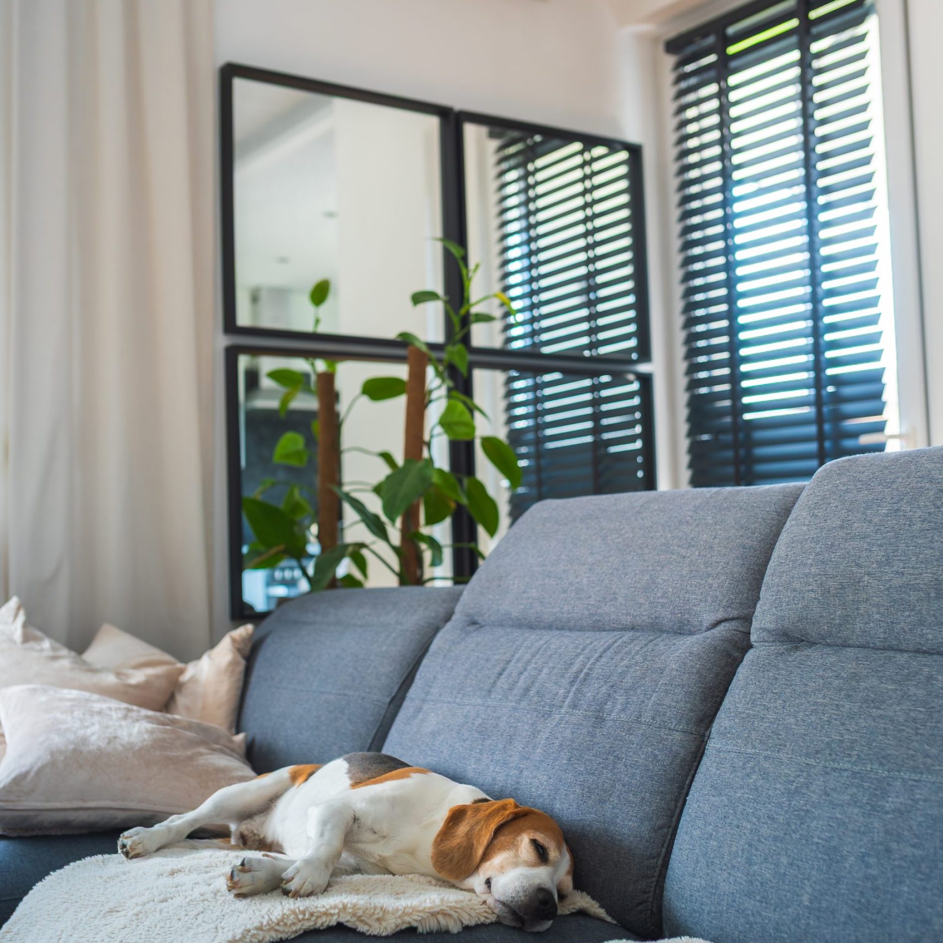 A cozy living room scene featuring a relaxed and content dog comfortably resting on a soft gray couch
